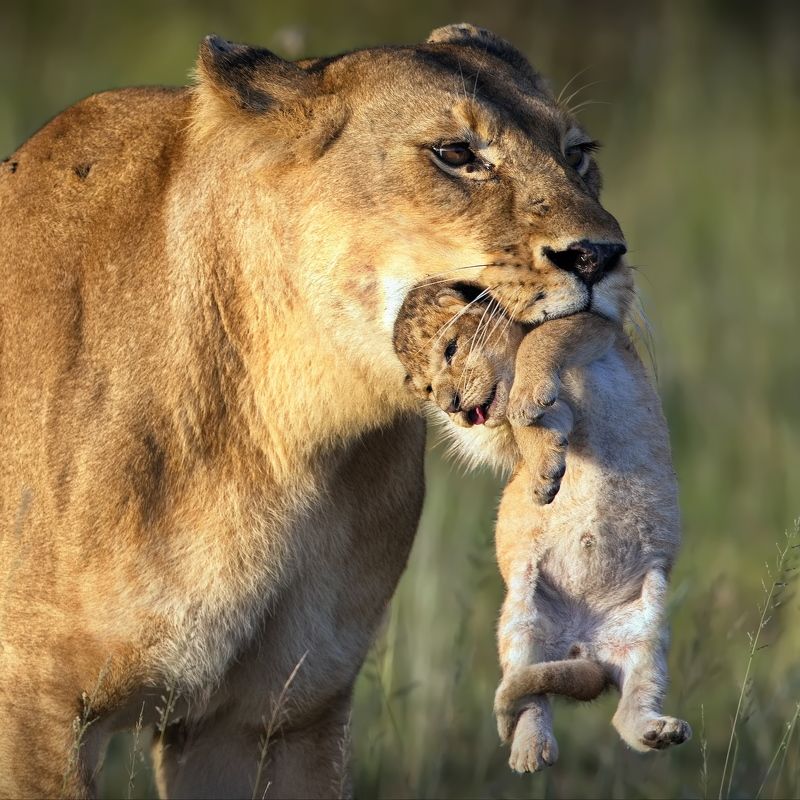 Хрупкая ноша фото превью