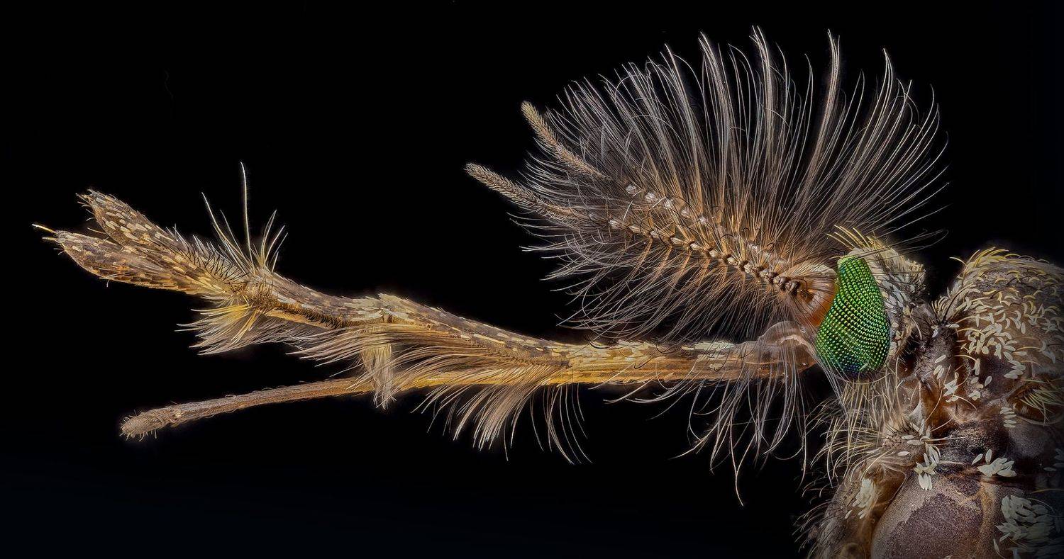 culex, pipiens, Kavaliauskas Eugenijus