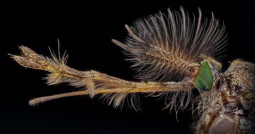 Обыкновенный комар - самец