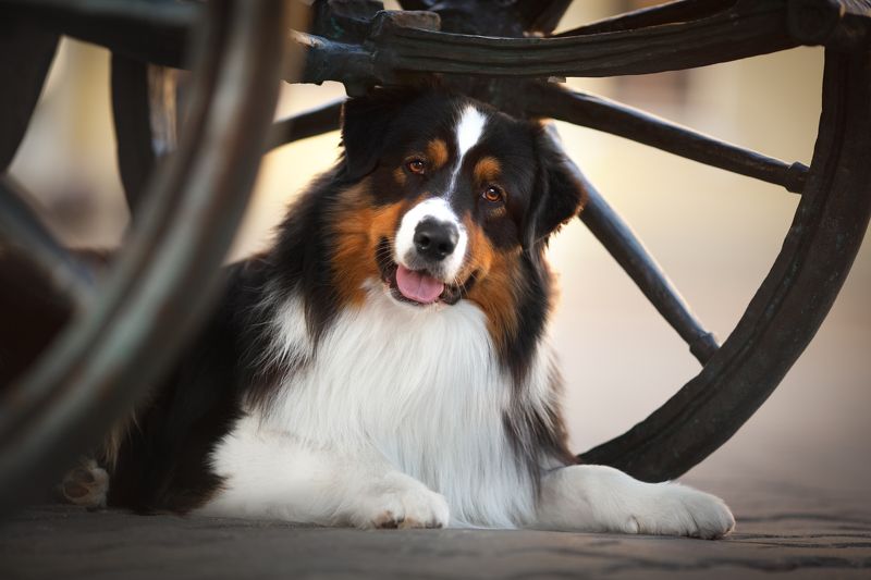 Аусси, австралийская овчарка, анималистика, Минск, собака  Аусси в старом Минске фото превью