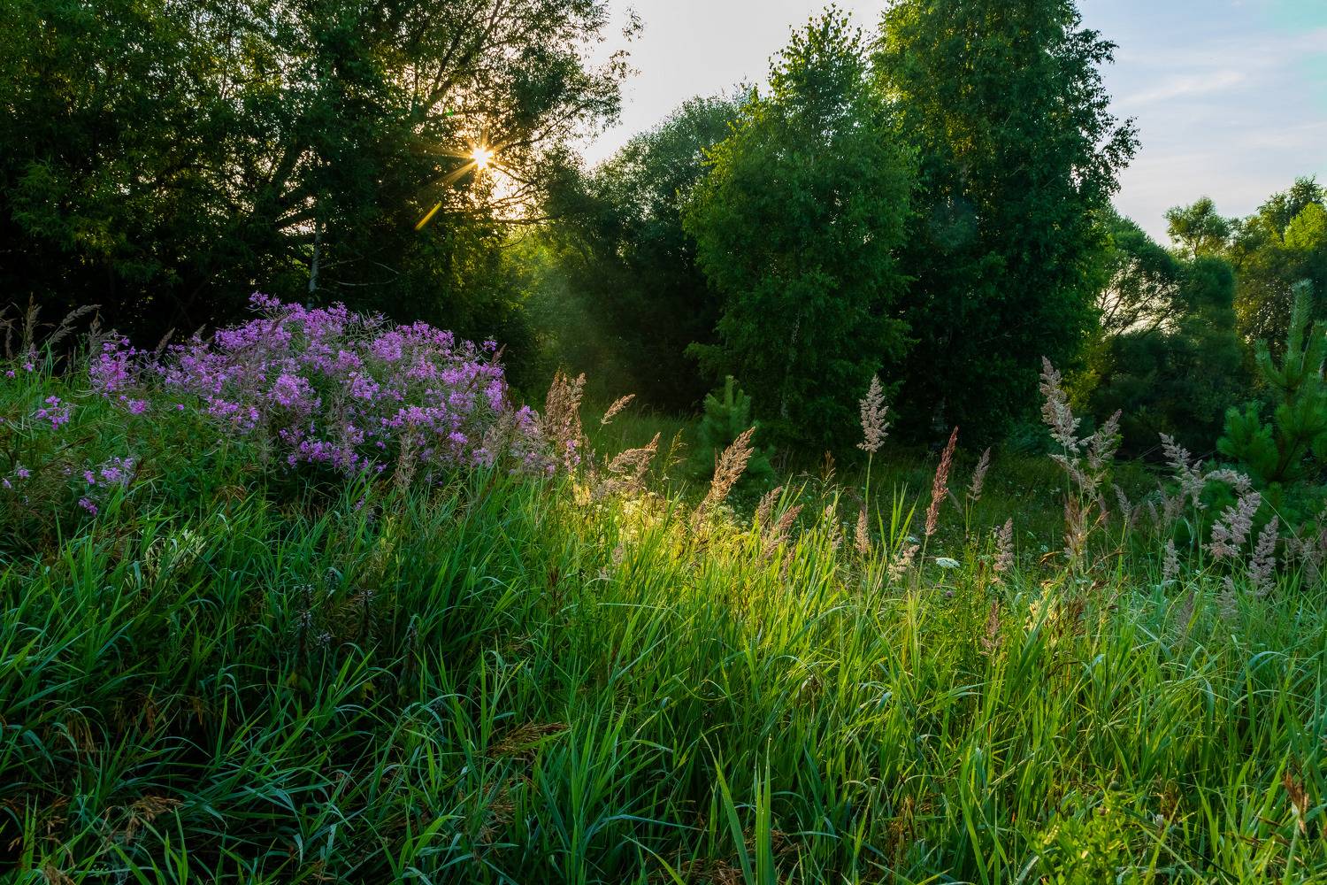 уван-чай, утро, роса, пейзаж,  природа, Юрий Морозов