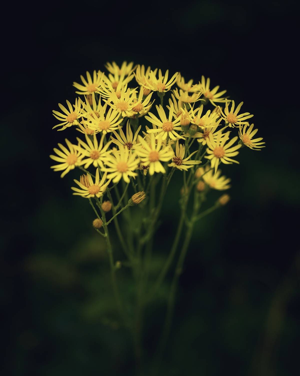 крестовник, Julia Andreeva