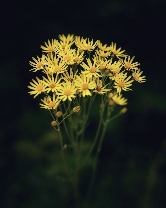 крестовник Крестовник фото превью