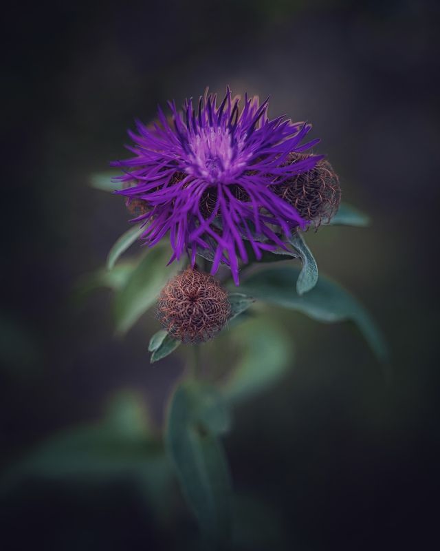 Василек фото превью