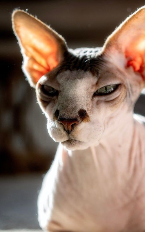 Один из наших котов  фото превью