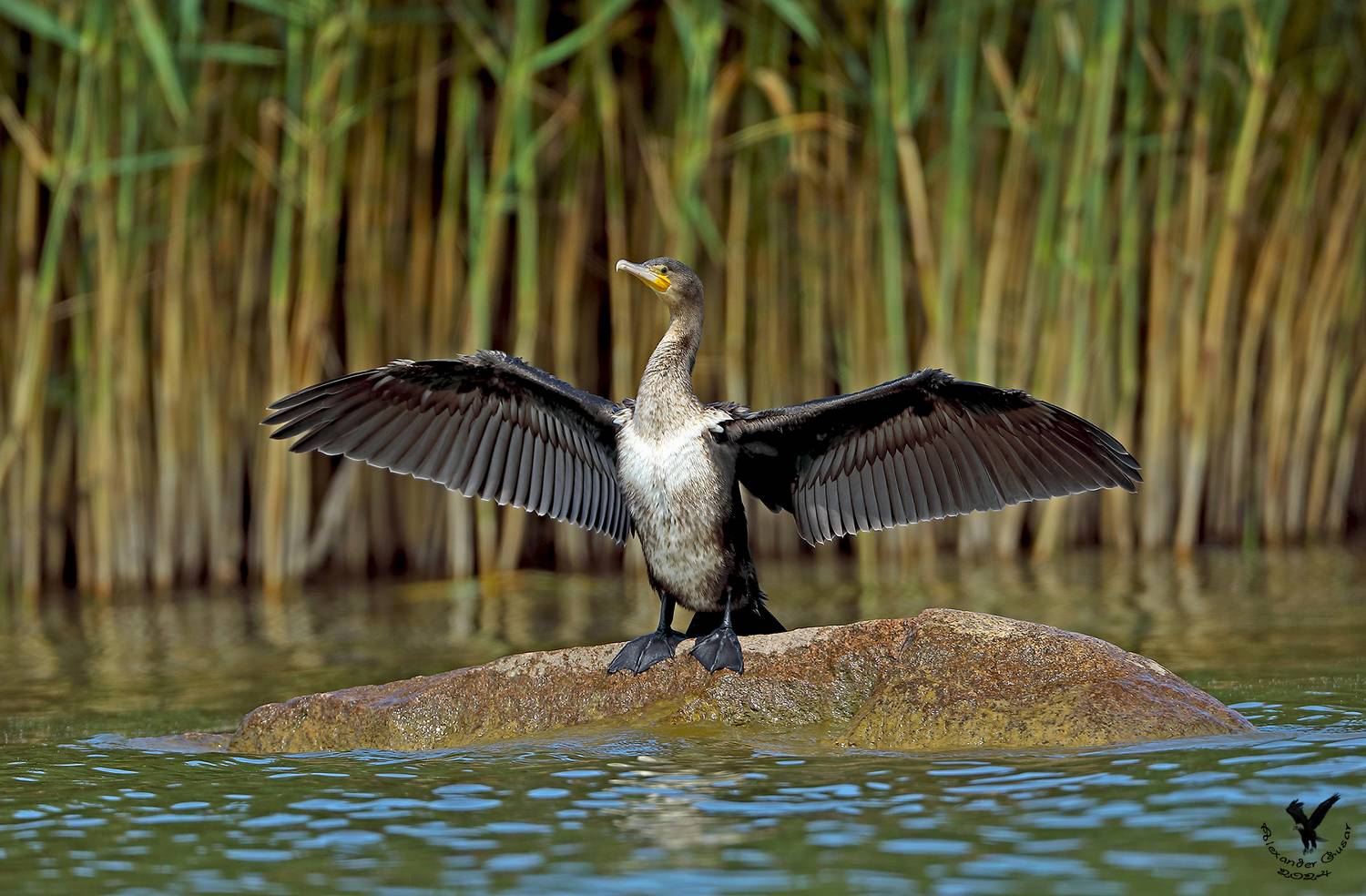 , Гусар Александр