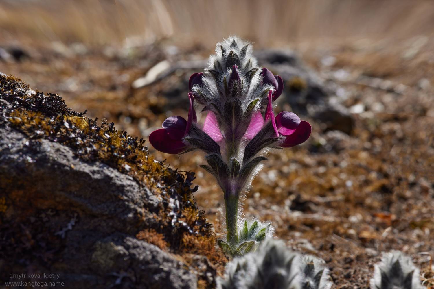 , Коваль Дмитр
