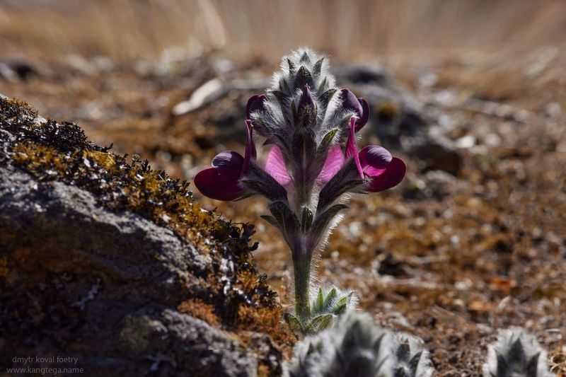 Чудесвет Гималайский ... фото превью
