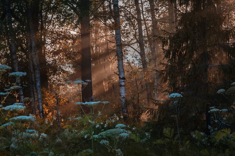 вечер закат луч лес чаща солнце Прощальные золотые лучи... фото превью