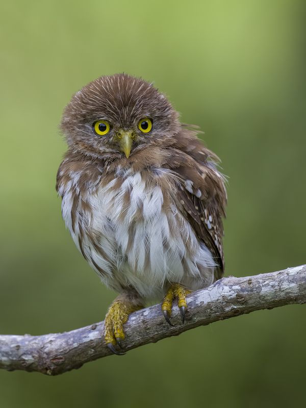 Ferruginous Pygmy-Owl