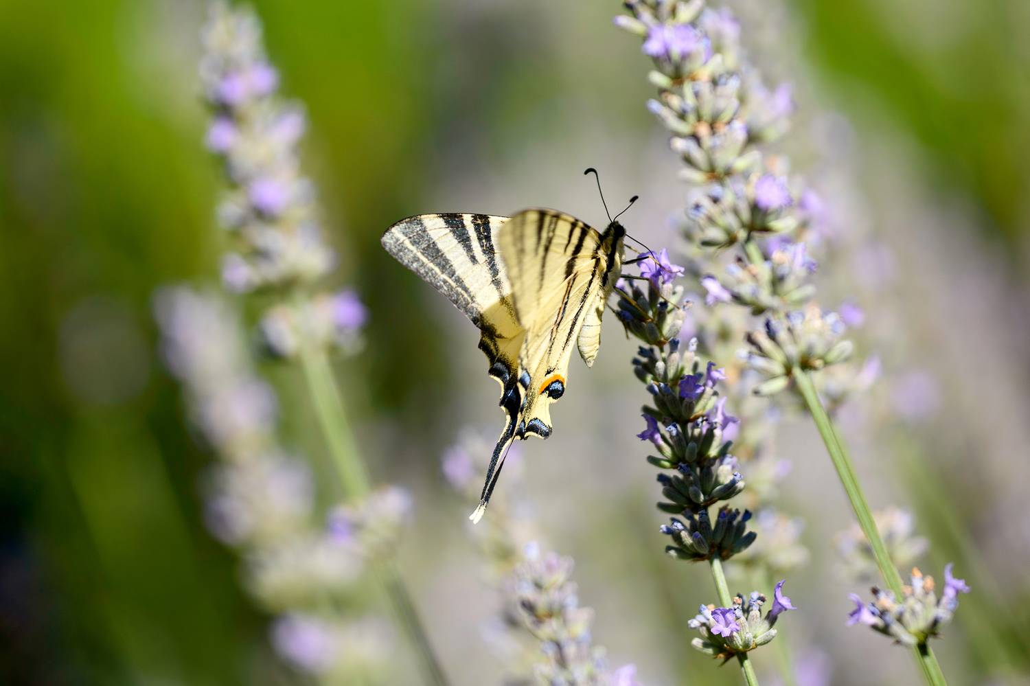 ,  Светослав Радков