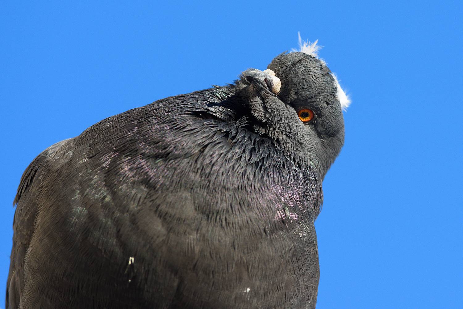 , Александр Добыш