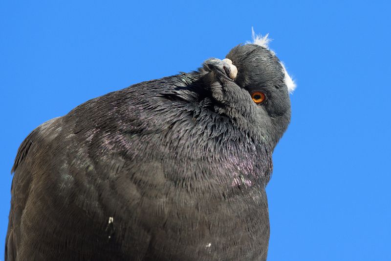 Голубь фото превью