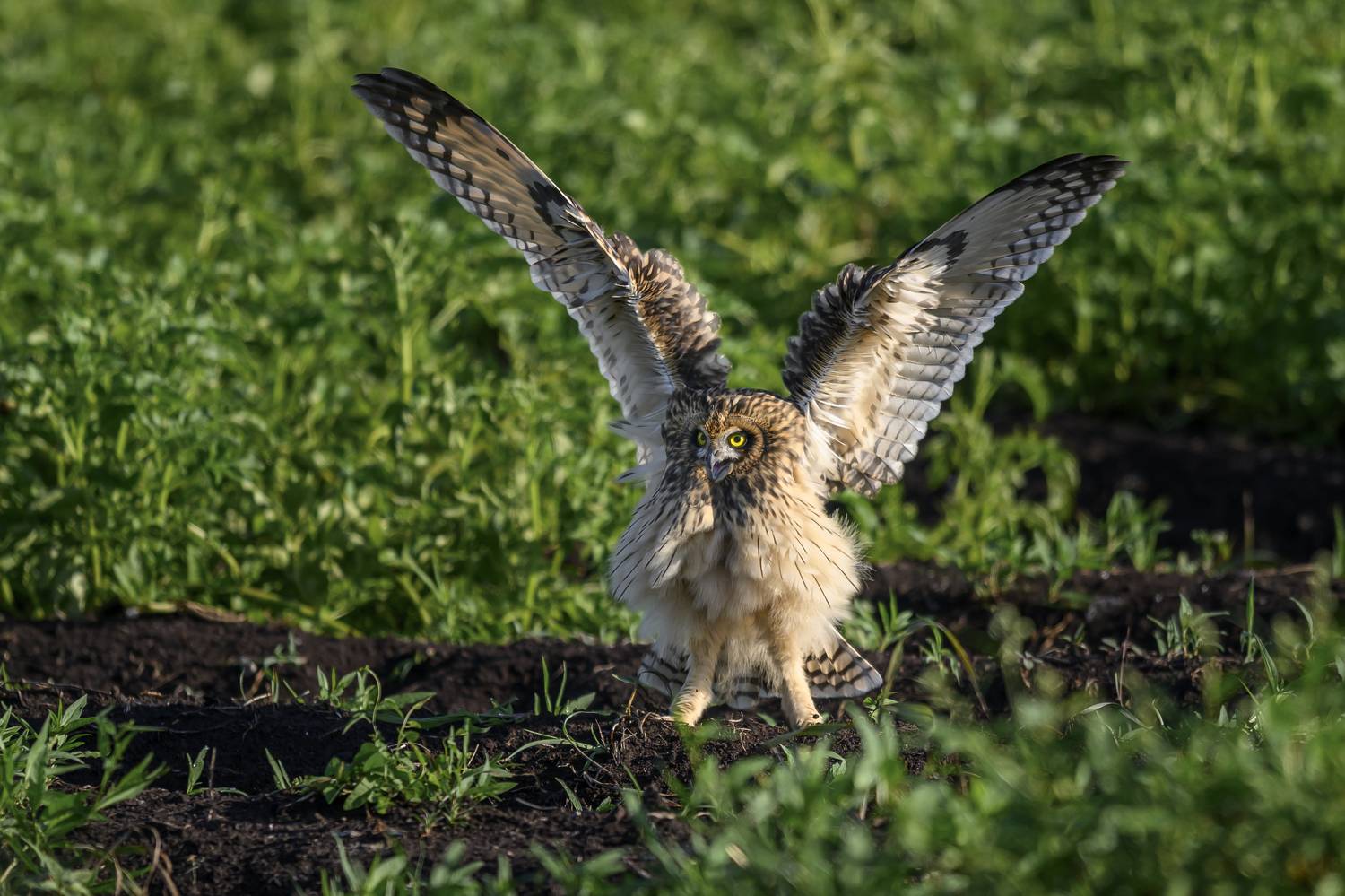 , Пупонин Сергей