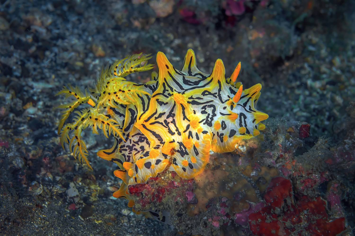голожаберник, halgerda, lembeh, indonesia, индонезия,  пролив лембе, Сергей Булгаков