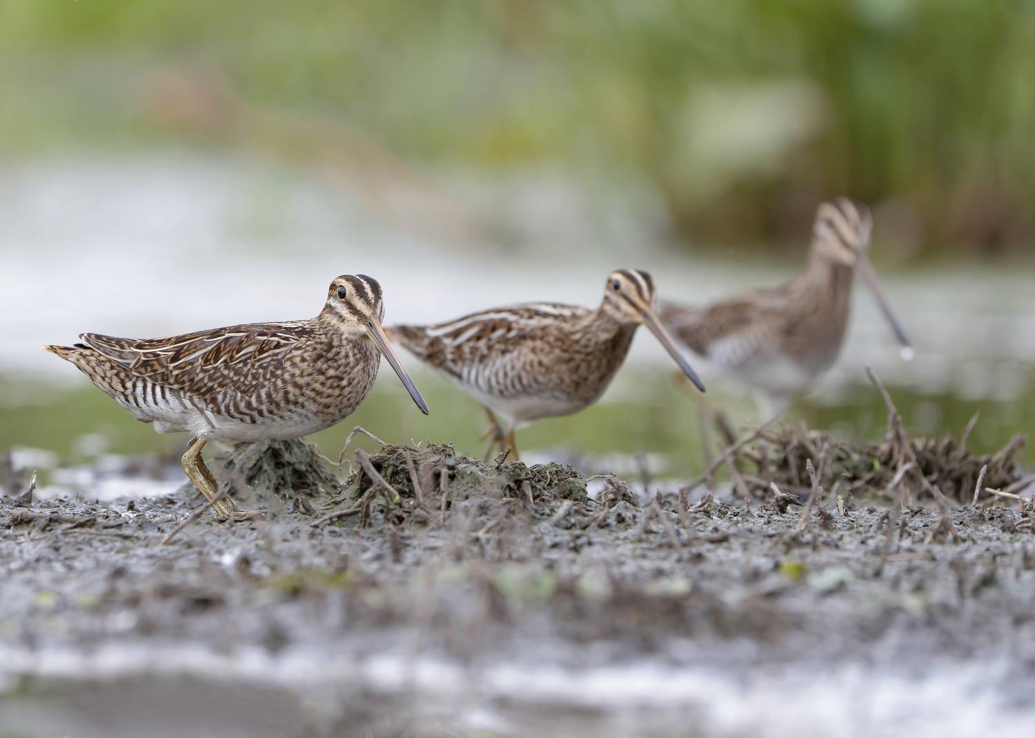 птицы,природа, лето, Андрей Киселёв