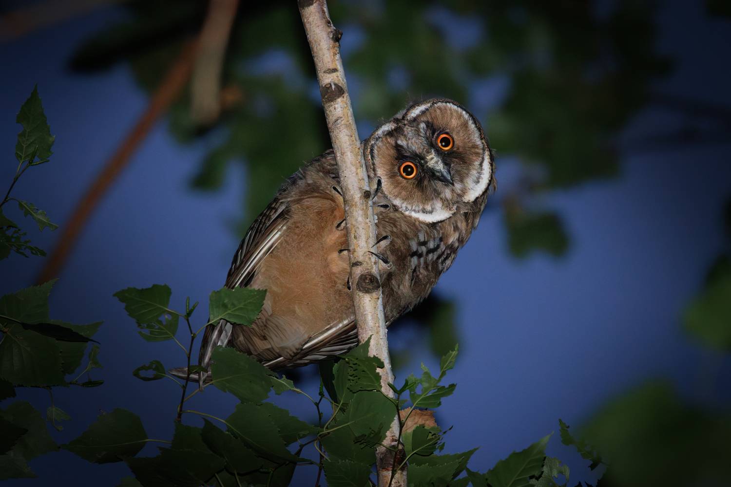 , Гильманов Артур