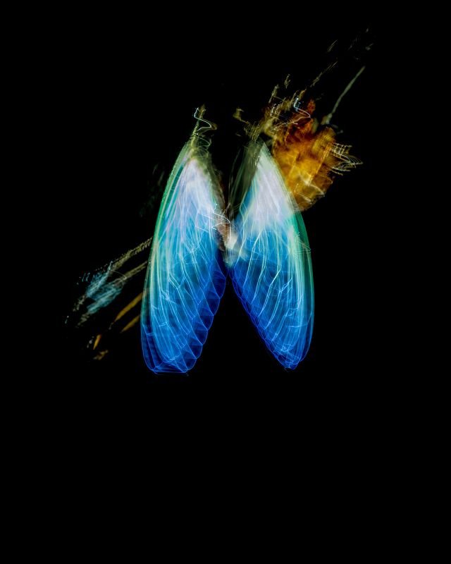 #creativephotography, , #slowshutter, #light, #cicada, #wings, #angel, #blue, #trail Wings of light фото превью