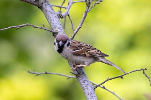 Здрасьте, я орель! Просто маленкий такой орель...