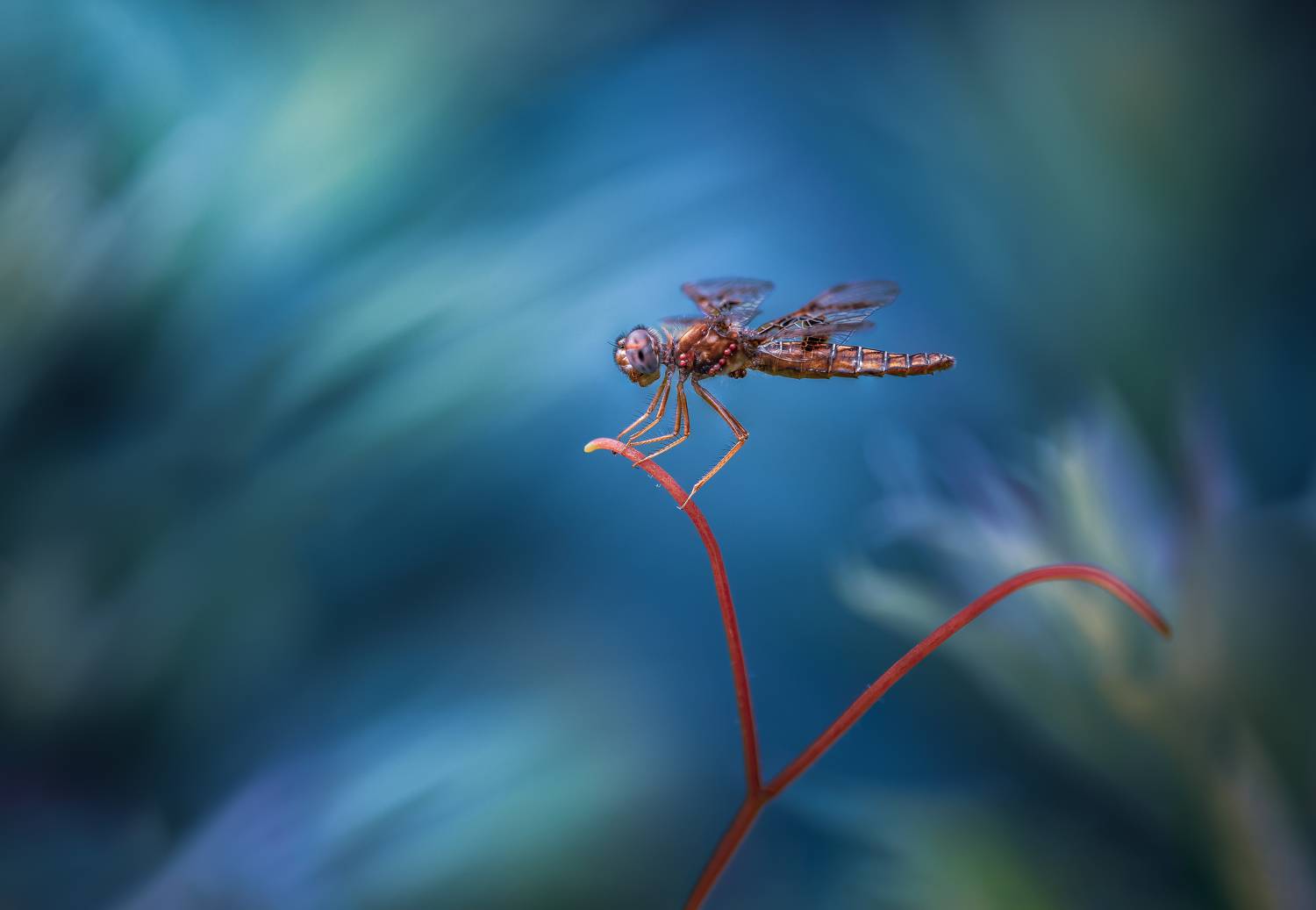 damselfly, dragonfly, insect, grass, sunset, dusk, evening, bug, macro, blade, grassland,, Atul Saluja