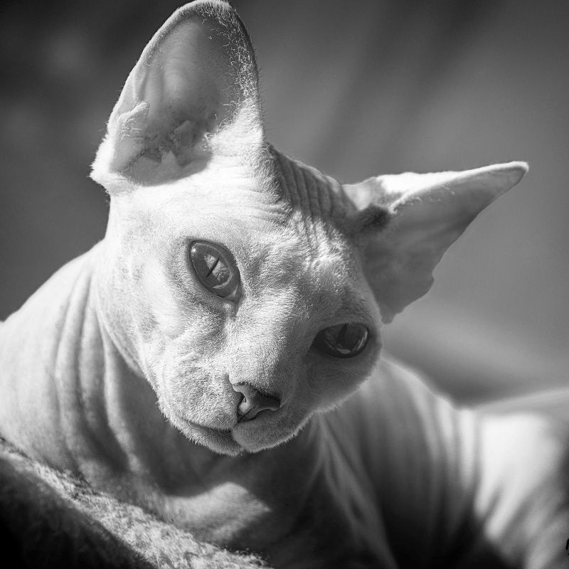 Королева Мать  фото превью