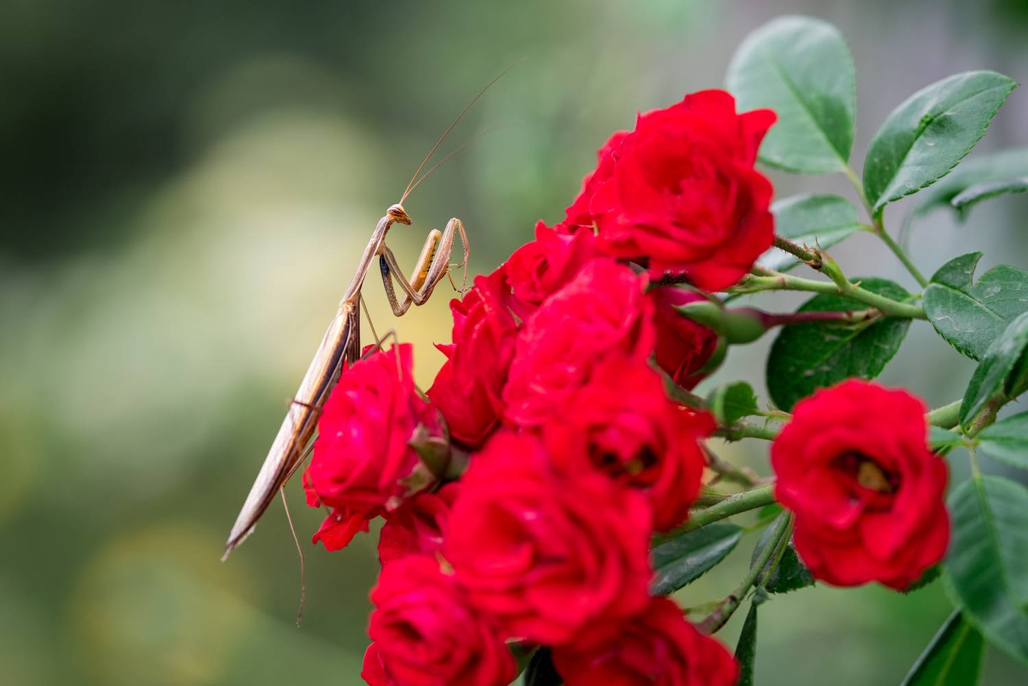 , Рагинская Ольга