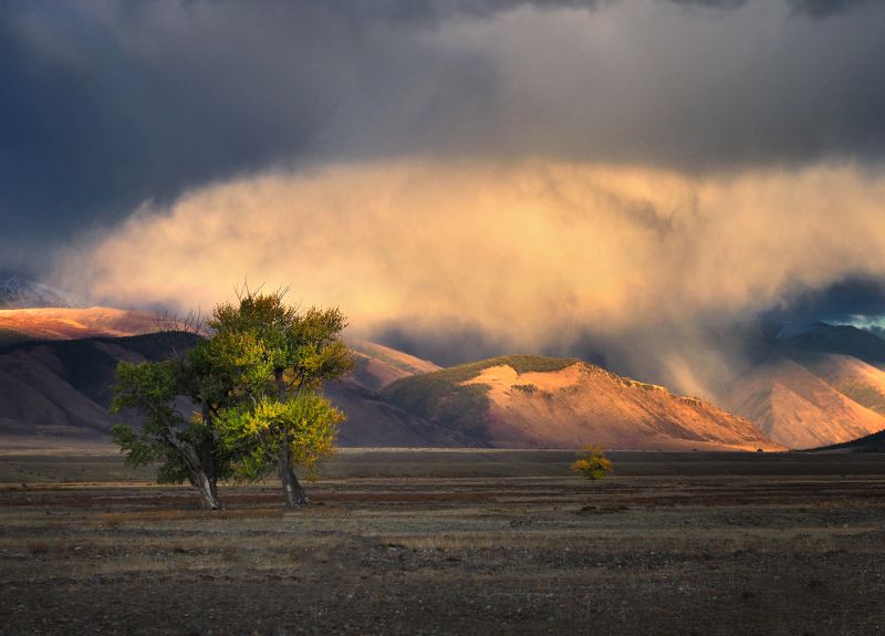 алтай, курайская степь, горный алтай, курай Курай фото превью