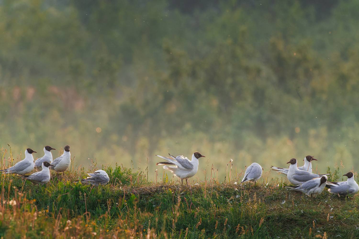 , Загруев Михаил