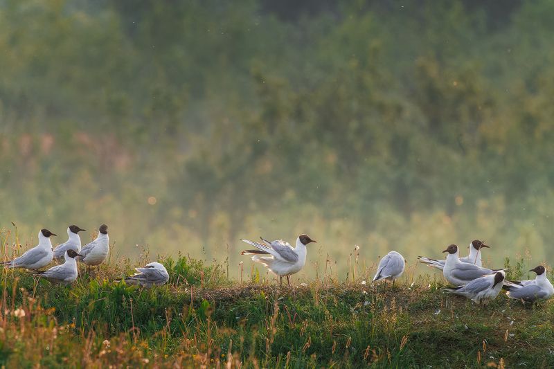 Чаечка фото превью