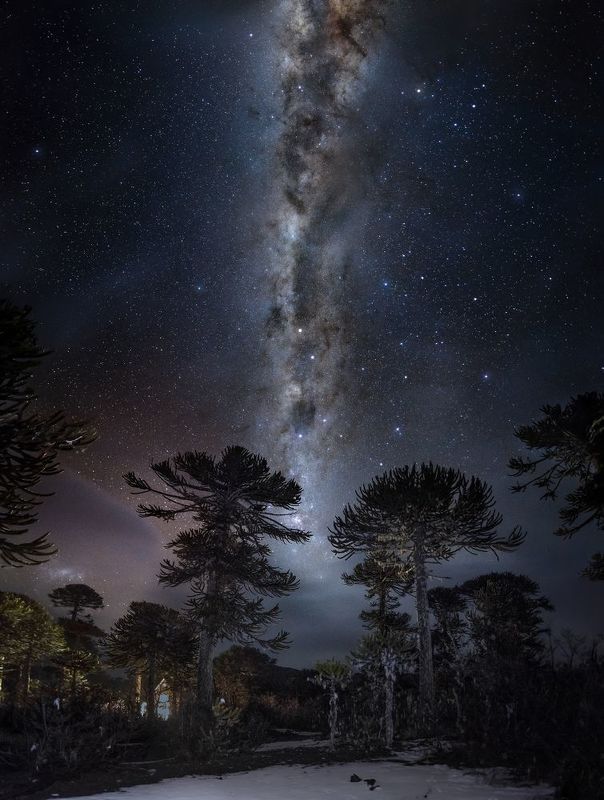 Millenary Araucarias trees between milkyway. фото превью
