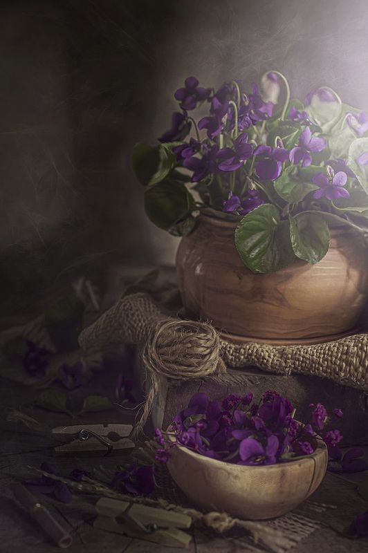 Фиалки фото превью