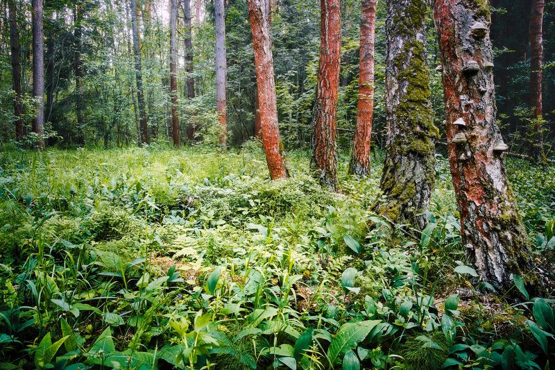 В летнем лесу фото превью