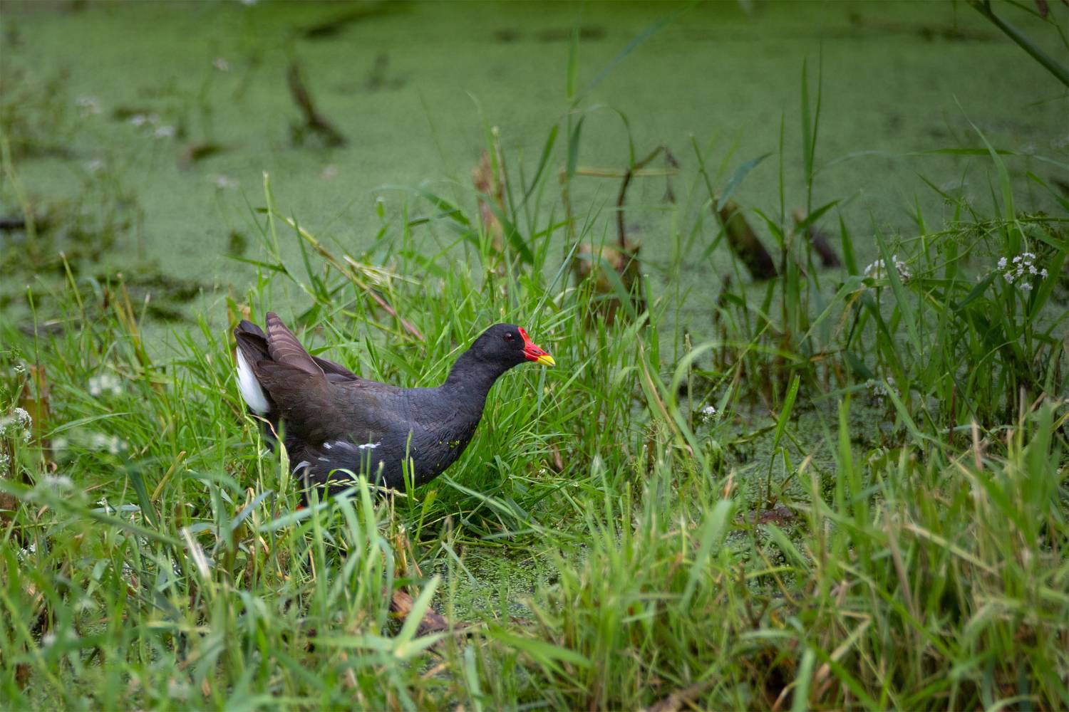 , Чудинин Дмитрий