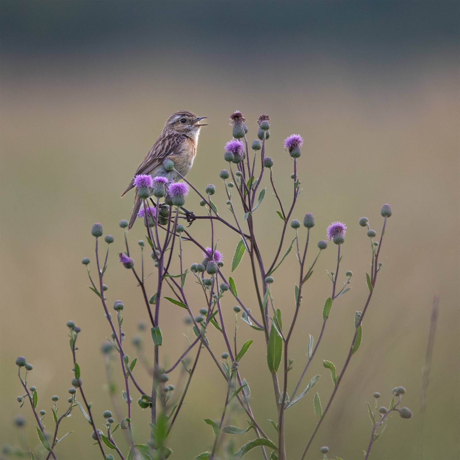 , Чудинин Дмитрий