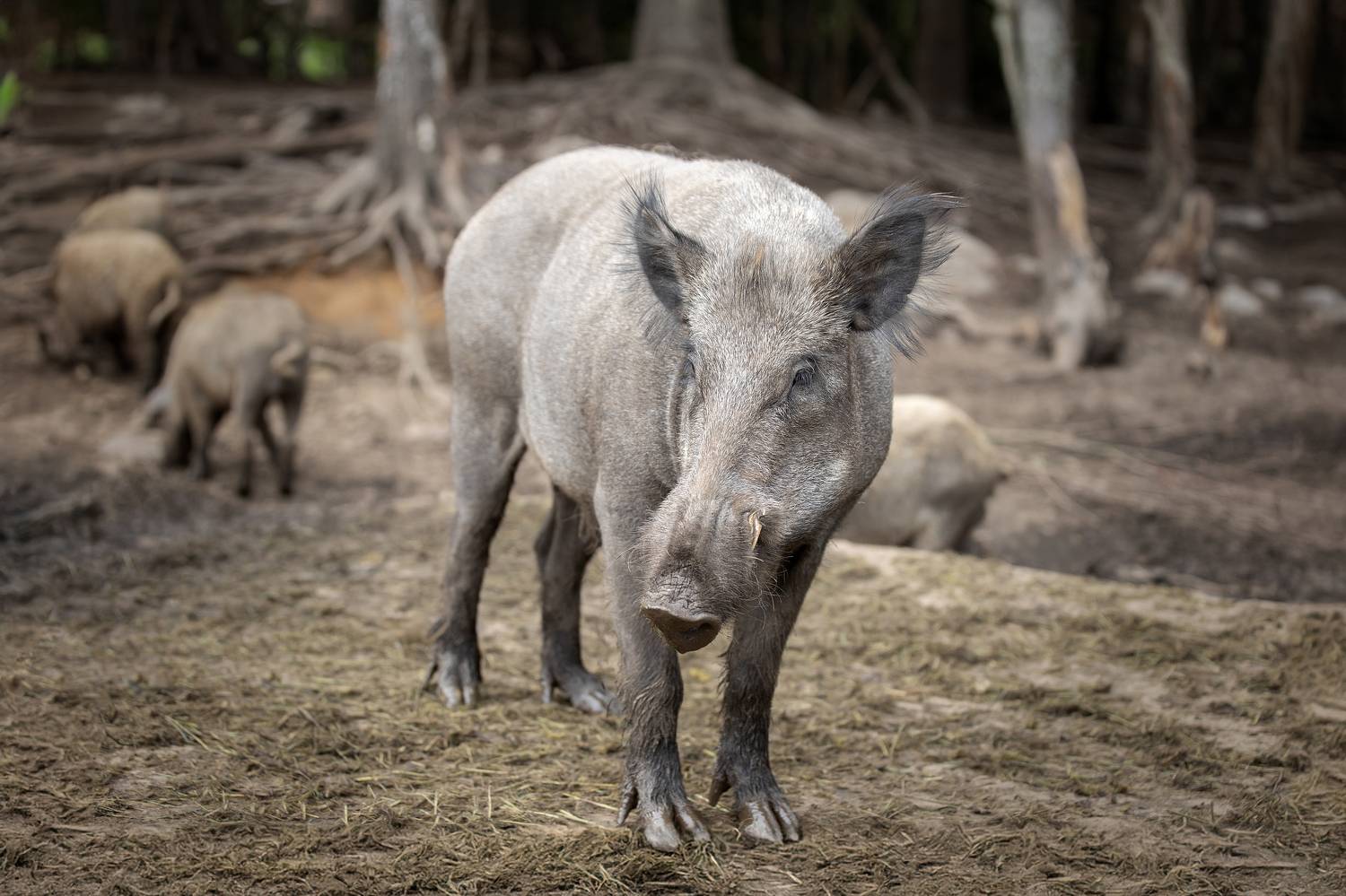 , Светлана Писарева