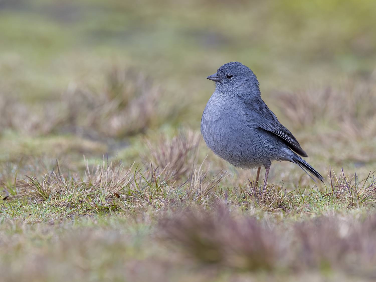 , Burgalin Sequeira Fernando