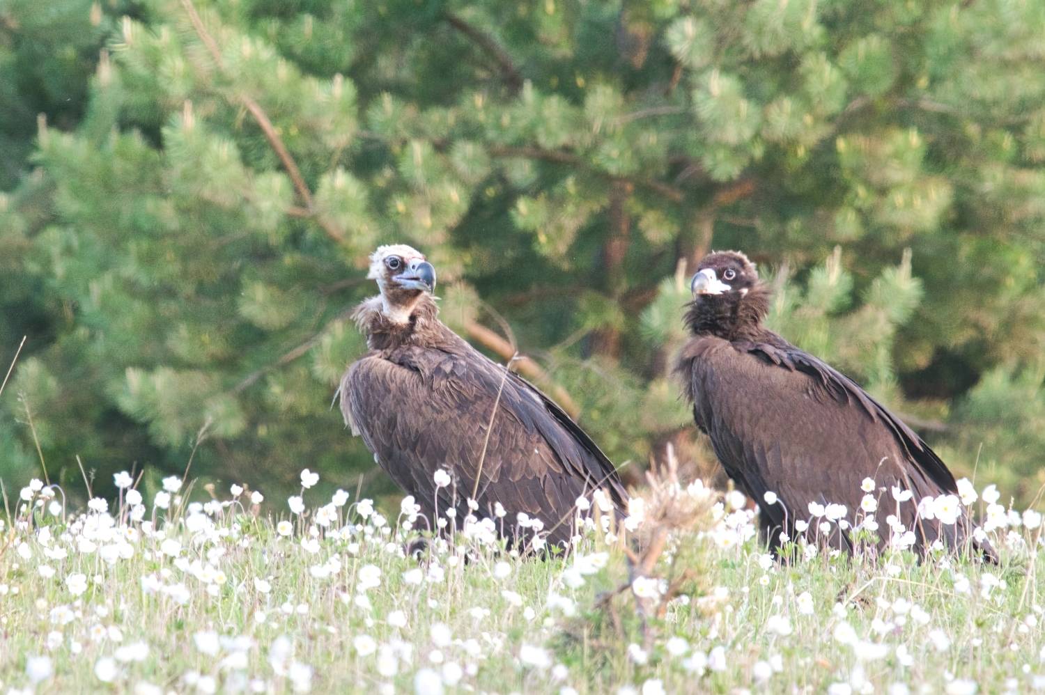, Большаков Алексей