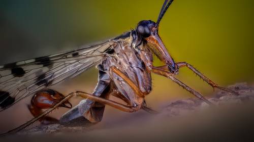 Скорпионница обыкновенная