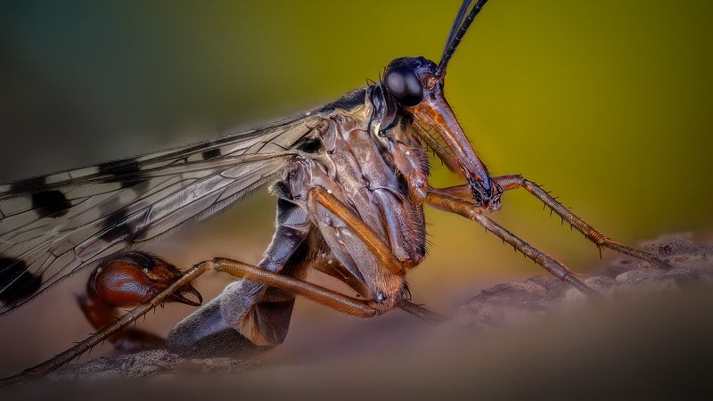 Скорпионница обыкновенная фото превью