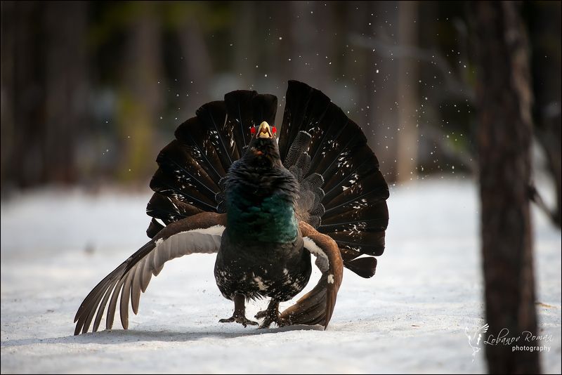 Разъяренный глухарь фото превью
