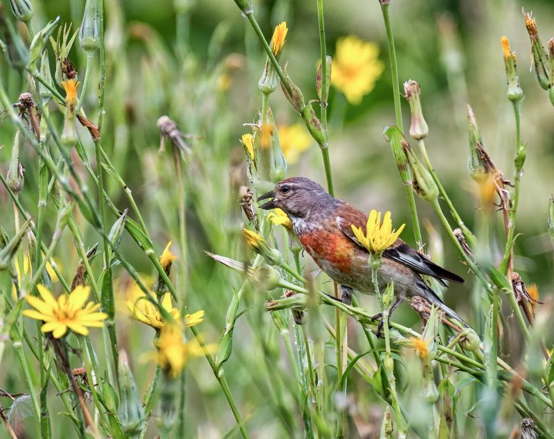 птица, коноплянка, самец, самка, луг, Коноплянки. фото превью