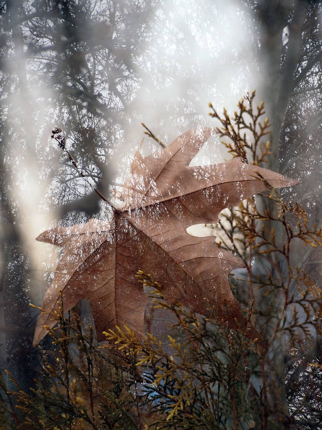 , Farid Ataei