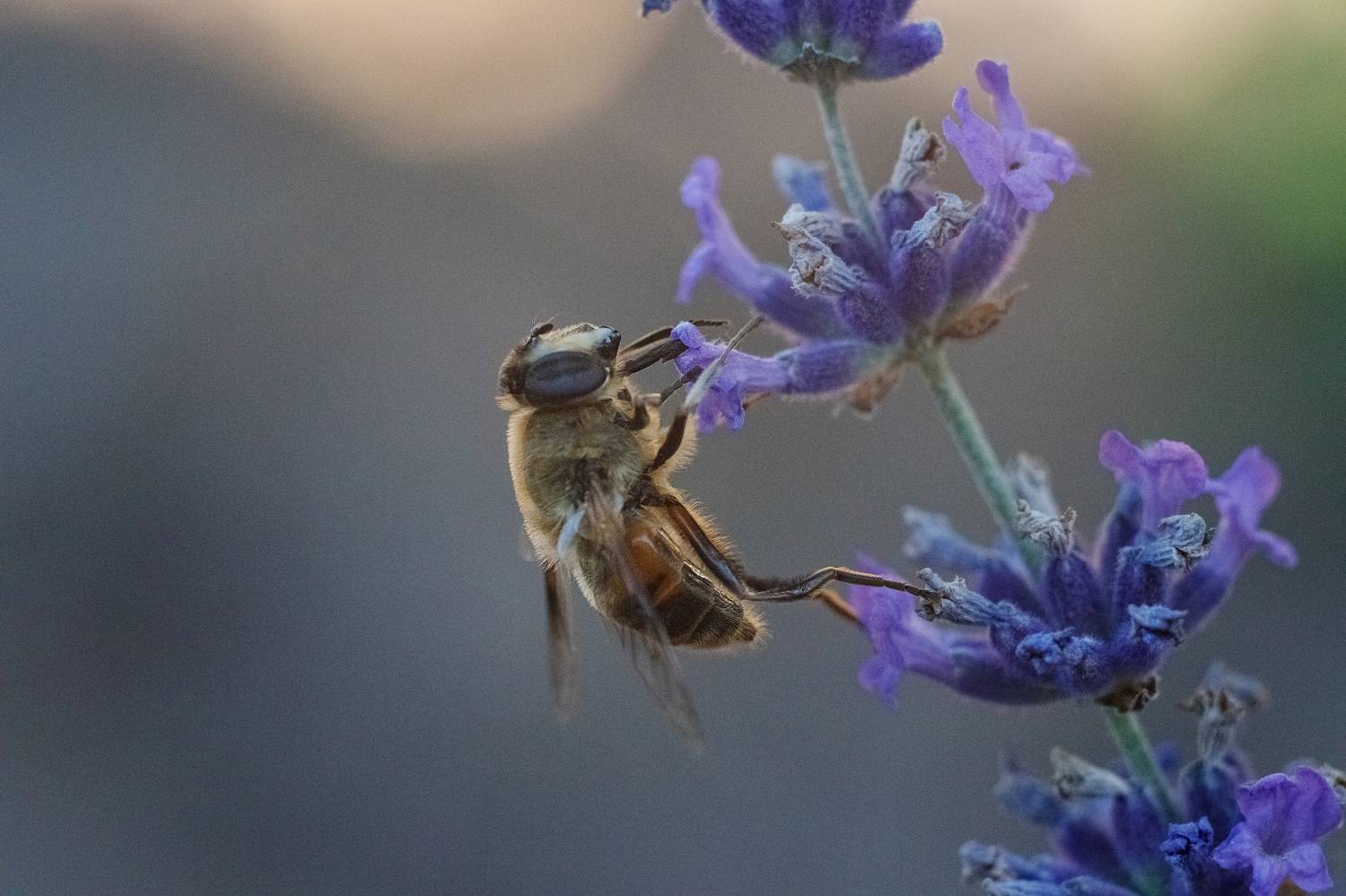 макро, macro, hoverfly, журчалка, Шпирко Михаил