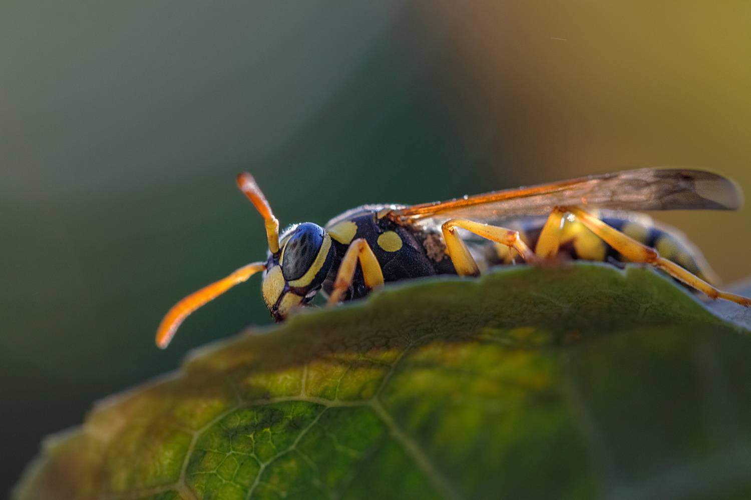 макро, macro, wasp, оса, Шпирко Михаил