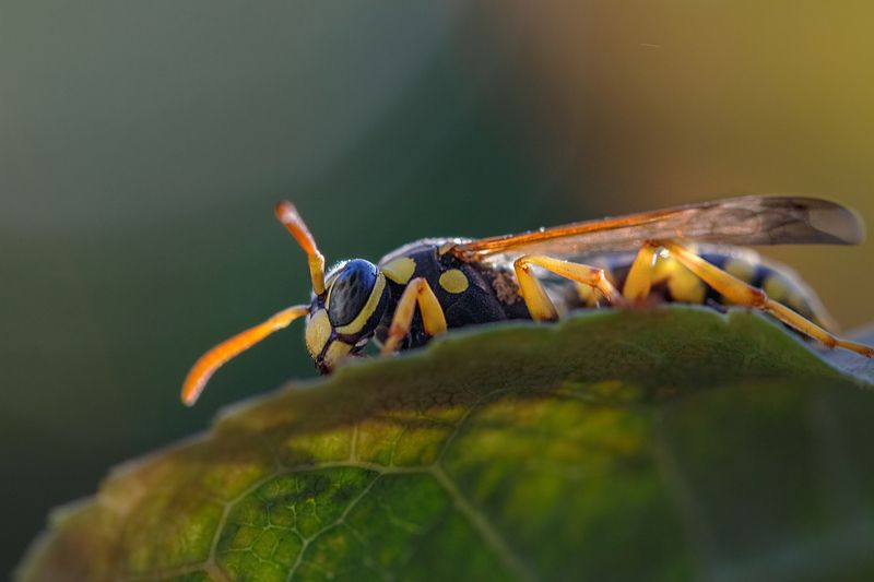 макро, macro, wasp, оса Оса фото превью