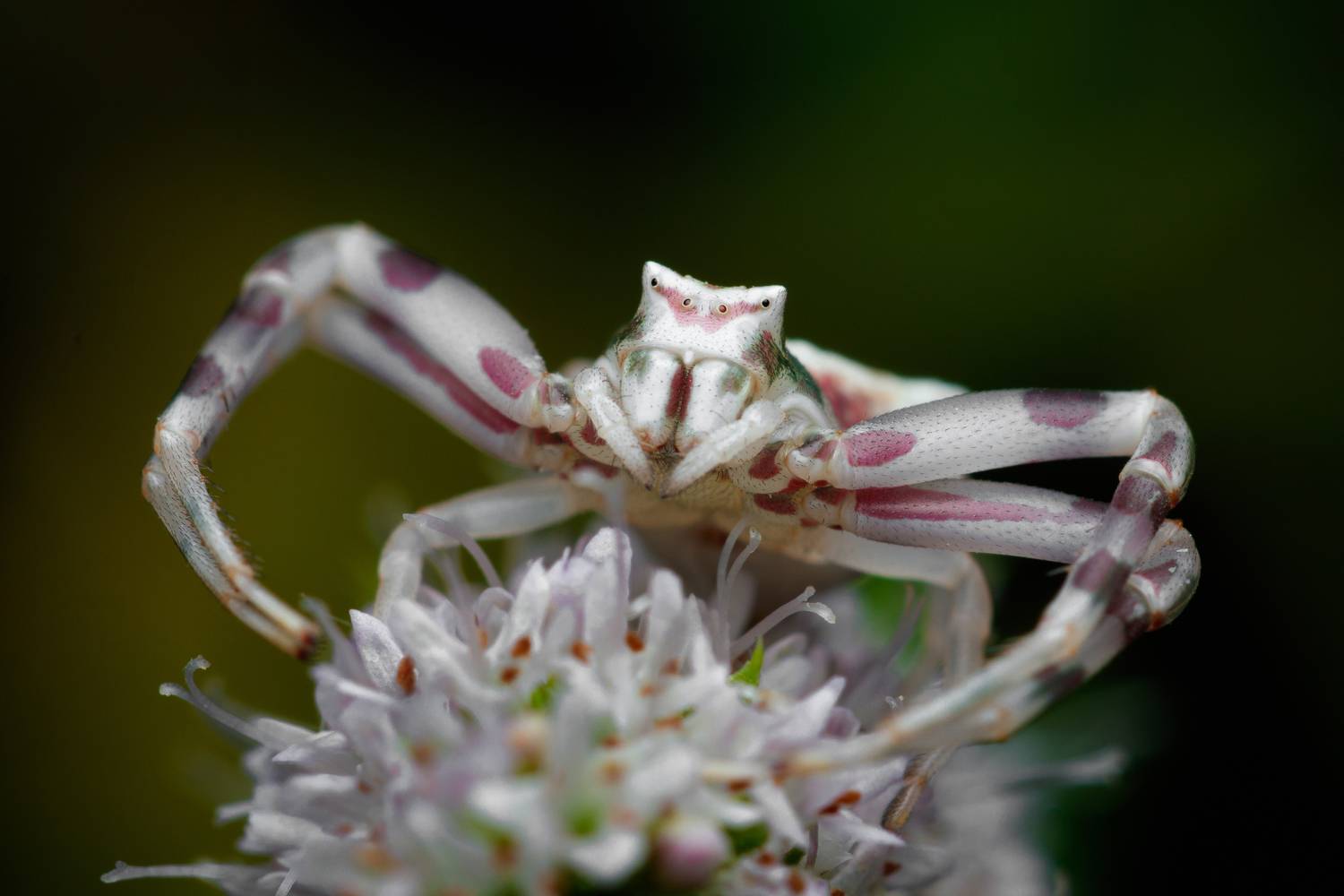 макро, macro, spider, паук, Шпирко Михаил