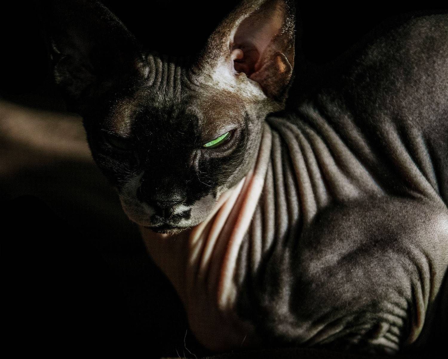 Канадский сфинкс кошка , Igor Lukin