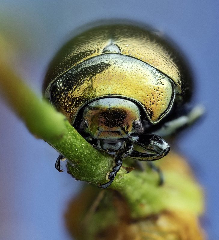 Chrysolina brunsvicensis фото превью