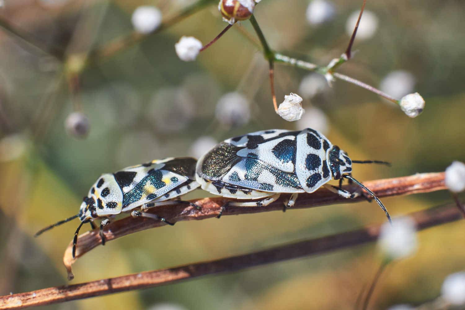 macro, macro photo, volgograd, russia, wildlife, , Павел Сторчилов
