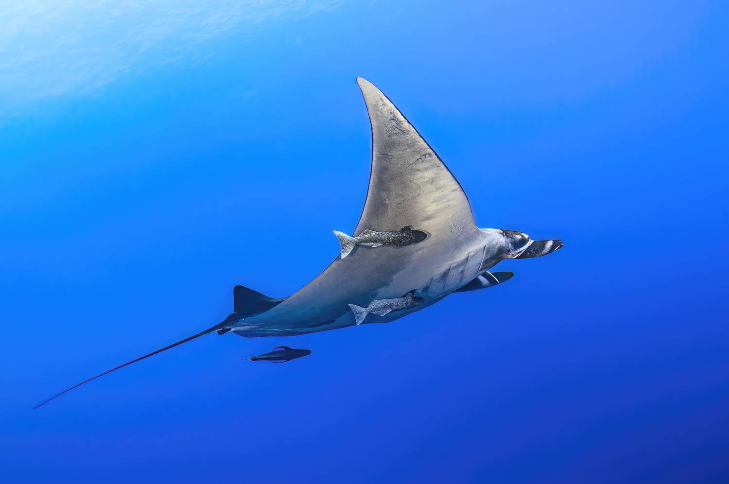 mexico, socorro, манта, мексика, остров сокорро, Сергей Булгаков